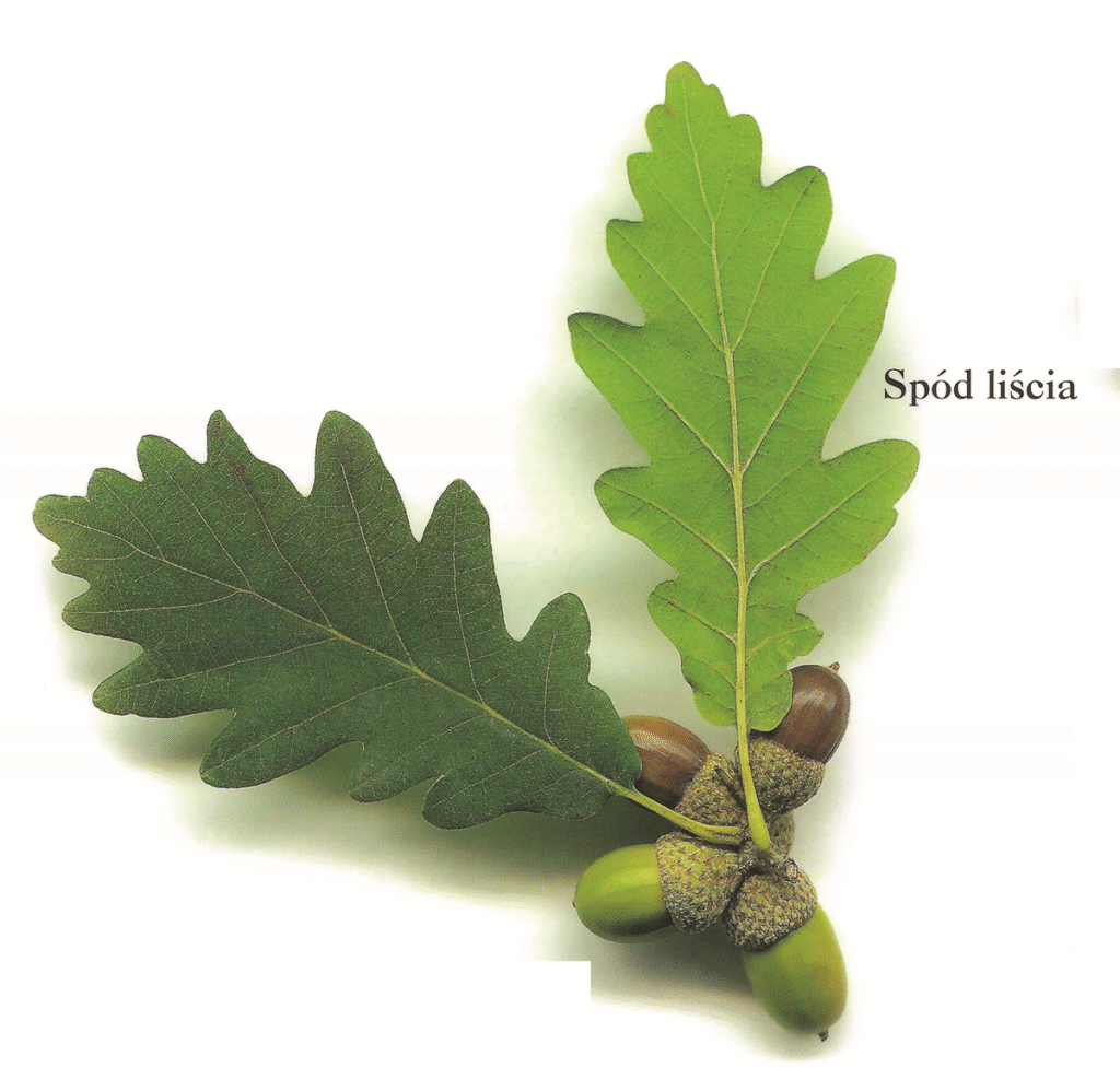 Quercus petraea
