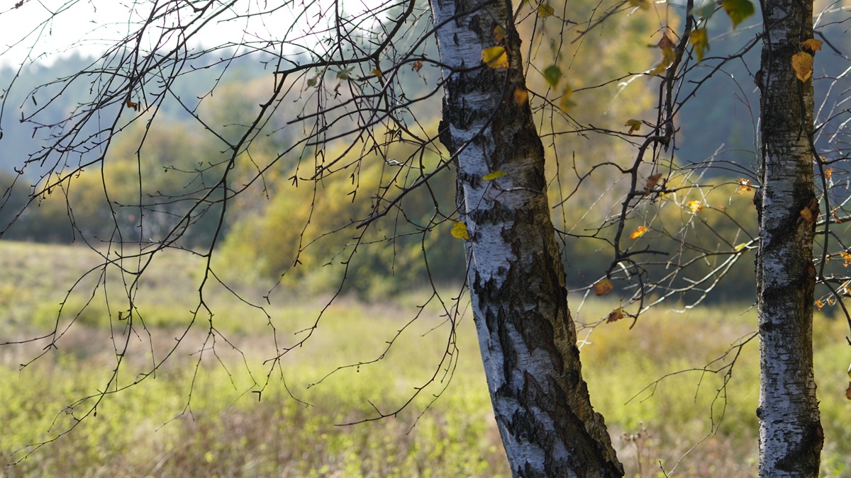 8.2 Charakterystyka hodowlana gatunków domieszkowych (NK)